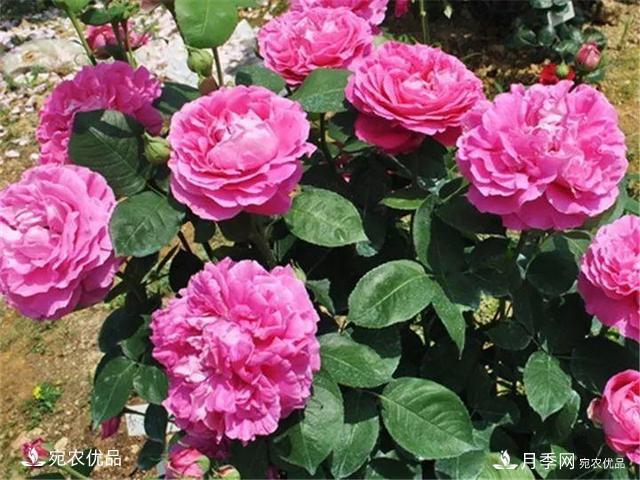 熱門50種月季花品種展示，每一種養(yǎng)法還不一樣快來看看！(圖42)