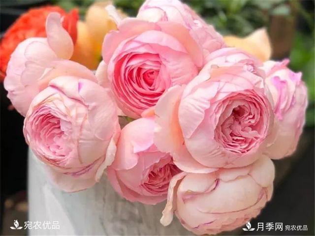 熱門50種月季花品種展示，每一種養(yǎng)法還不一樣快來看看！(圖39)