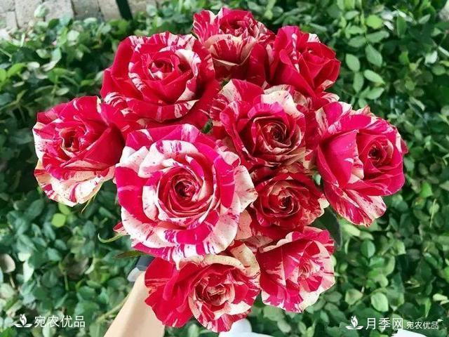 熱門50種月季花品種展示，每一種養(yǎng)法還不一樣快來看看！(圖50)