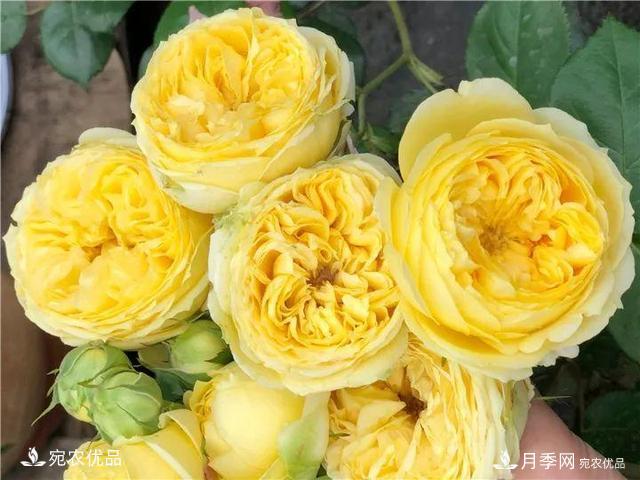 熱門50種月季花品種展示，每一種養(yǎng)法還不一樣快來看看！(圖45)
