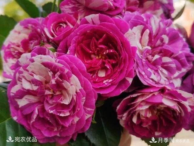 熱門50種月季花品種展示，每一種養(yǎng)法還不一樣快來看看！(圖49)