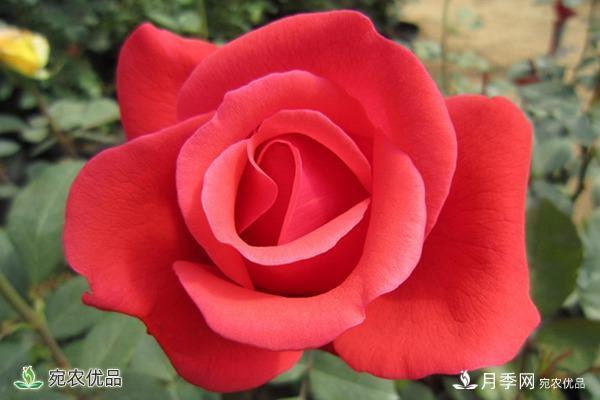 盤點(diǎn)五種大花月季，每一款都花香濃郁，花朵有巴掌大(圖1)