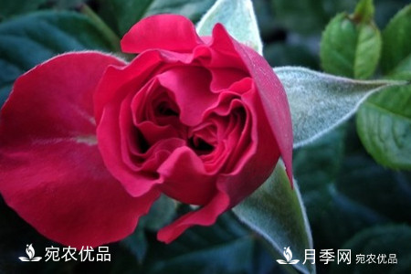 還是容易分的，月季花和薔薇花的區(qū)別(圖4)