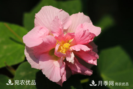 還是容易分的，月季花和薔薇花的區(qū)別(圖6)
