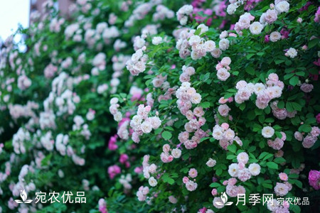 還是容易分的，月季花和薔薇花的區(qū)別(圖3)