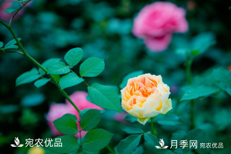 還是容易分的，月季花和薔薇花的區(qū)別(圖2)