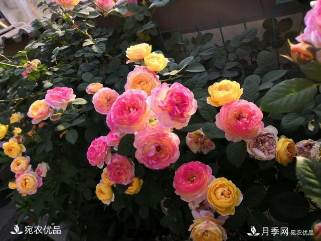 月季冷門小知識，看完發(fā)現(xiàn)原來自己根本不認識月季(圖1)