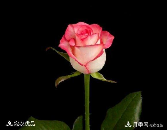 月季冷門小知識，看完發(fā)現(xiàn)原來自己根本不認識月季(圖3)