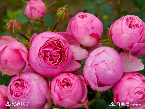 愛(ài)種植藤本月季的朋友們都來(lái)看一看啦(圖2)