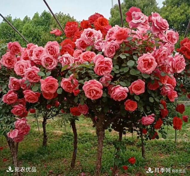 月季品種那么多，為什么中國月季越來越?jīng)]有地位沒有市場？(圖2)