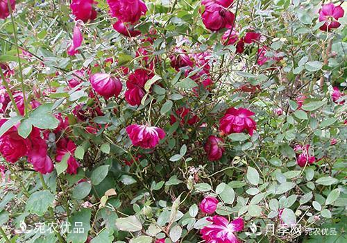 月季強(qiáng)筍怎么處理？(圖2)