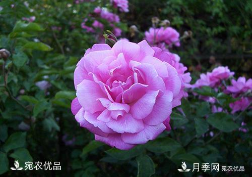 月季強(qiáng)筍怎么處理？(圖3)