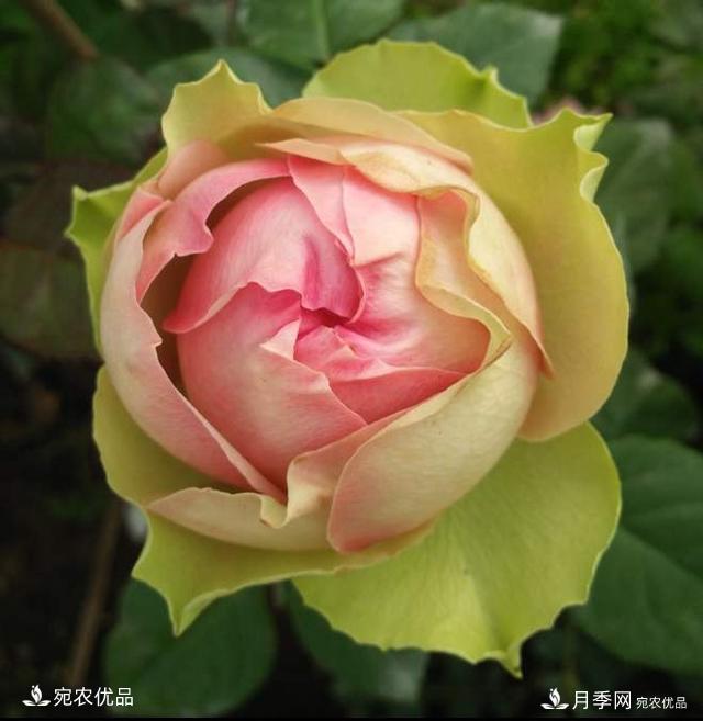 3個“僵尸”月季品種，選擇需謹(jǐn)慎，僵苞爛苞是常態(tài)(圖1)