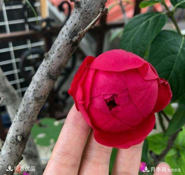 3個“僵尸”月季品種，選擇需謹(jǐn)慎，僵苞爛苞是常態(tài)(圖6)