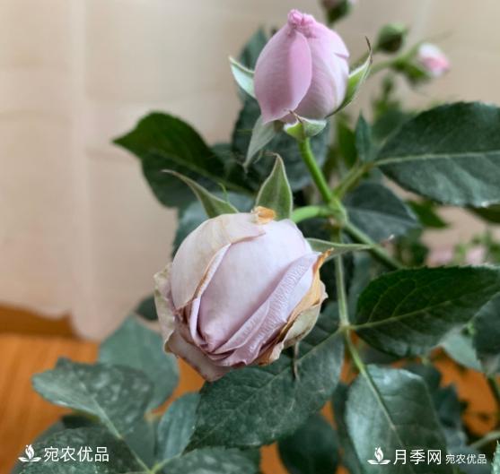 3個“僵尸”月季品種，選擇需謹(jǐn)慎，僵苞爛苞是常態(tài)(圖4)