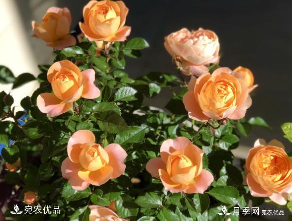 50種經(jīng)典月季品種全整理，南陽月季花開美爆了！一定要養(yǎng)(圖3)