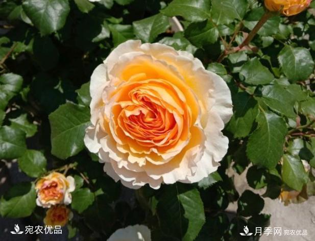 50種經(jīng)典月季品種全整理，南陽月季花開美爆了！一定要養(yǎng)(圖2)