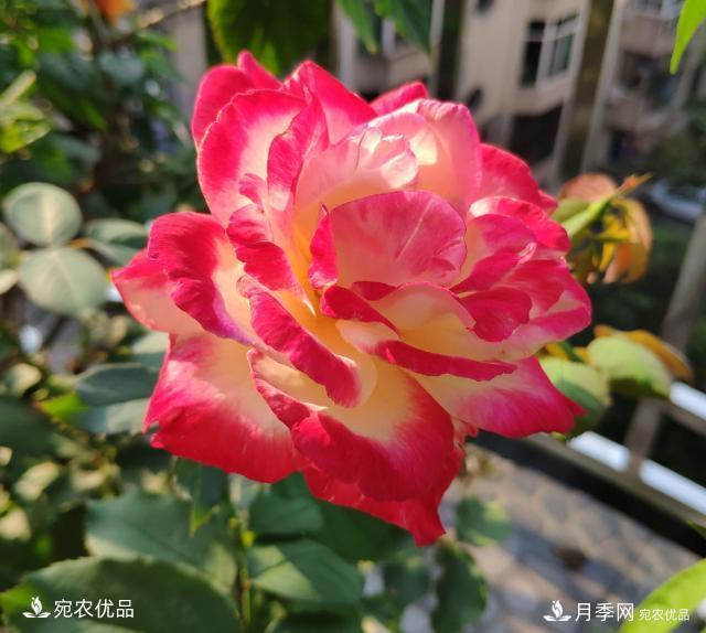 50種經(jīng)典月季品種全整理，南陽月季花開美爆了！一定要養(yǎng)(圖4)