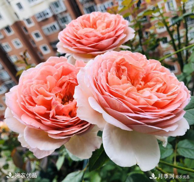 50種經(jīng)典月季品種全整理，南陽月季花開美爆了！一定要養(yǎng)(圖17)