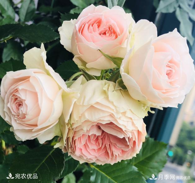50種經(jīng)典月季品種全整理，南陽月季花開美爆了！一定要養(yǎng)(圖13)