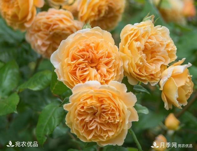 50種經(jīng)典月季品種全整理，南陽月季花開美爆了！一定要養(yǎng)(圖5)