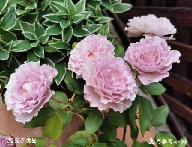 50種經(jīng)典月季品種全整理，南陽月季花開美爆了！一定要養(yǎng)(圖11)