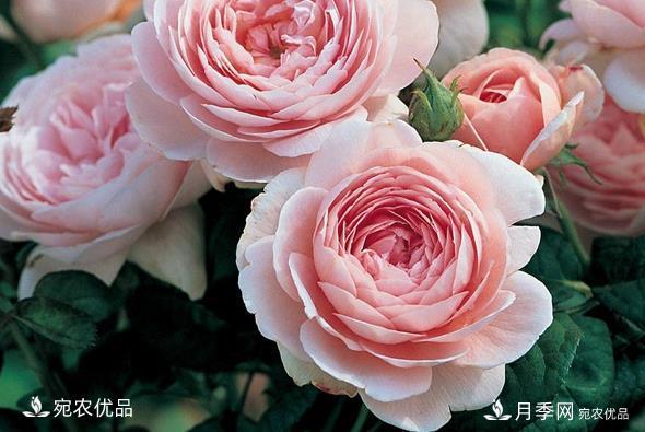 50種經(jīng)典月季品種全整理，南陽月季花開美爆了！一定要養(yǎng)(圖15)