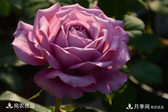 50種經(jīng)典月季品種全整理，南陽月季花開美爆了！一定要養(yǎng)(圖16)