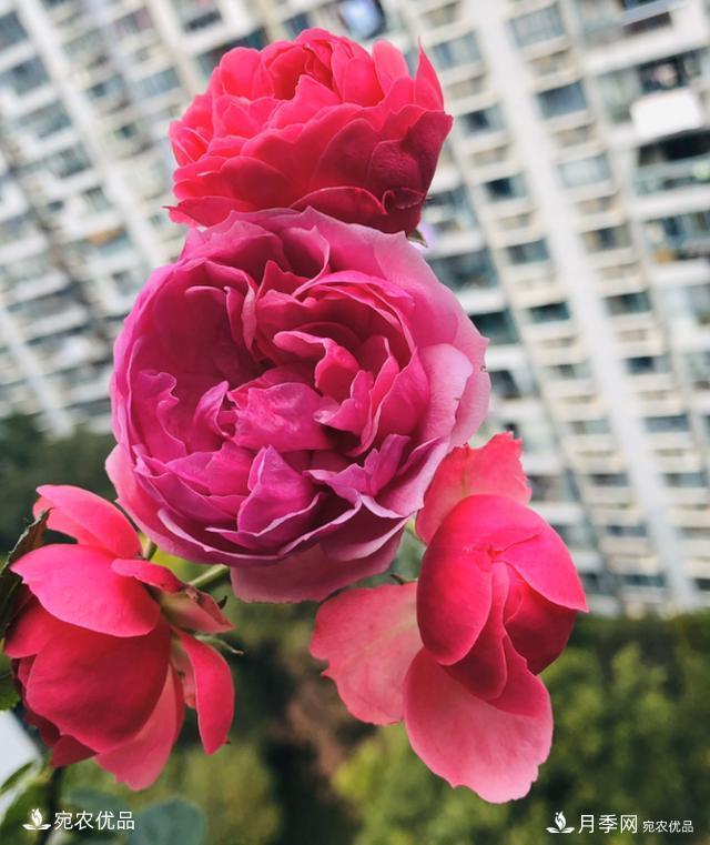 50種經(jīng)典月季品種全整理，南陽月季花開美爆了！一定要養(yǎng)(圖7)