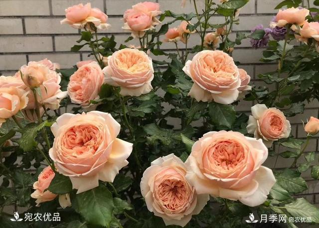 50種經(jīng)典月季品種全整理，南陽月季花開美爆了！一定要養(yǎng)(圖6)