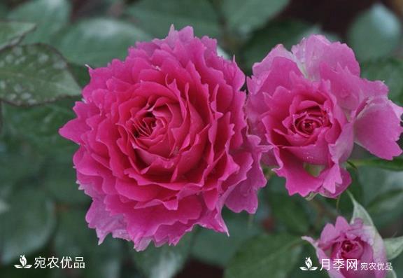 50種經(jīng)典月季品種全整理，南陽月季花開美爆了！一定要養(yǎng)(圖12)