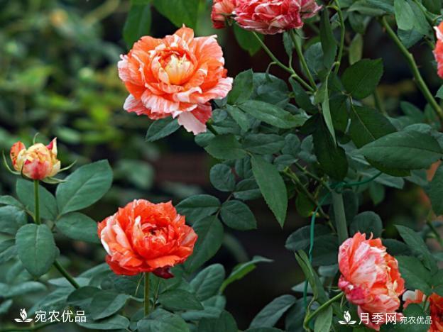 50種經(jīng)典月季品種全整理，南陽月季花開美爆了！一定要養(yǎng)(圖29)