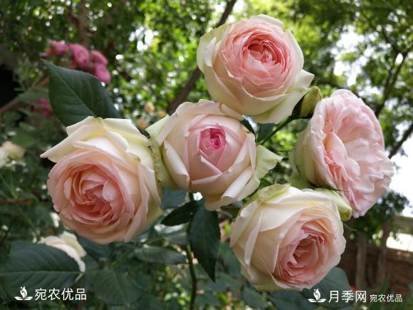 50種經(jīng)典月季品種全整理，南陽月季花開美爆了！一定要養(yǎng)(圖23)