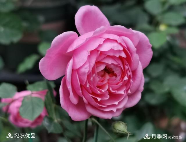 50種經(jīng)典月季品種全整理，南陽月季花開美爆了！一定要養(yǎng)(圖18)