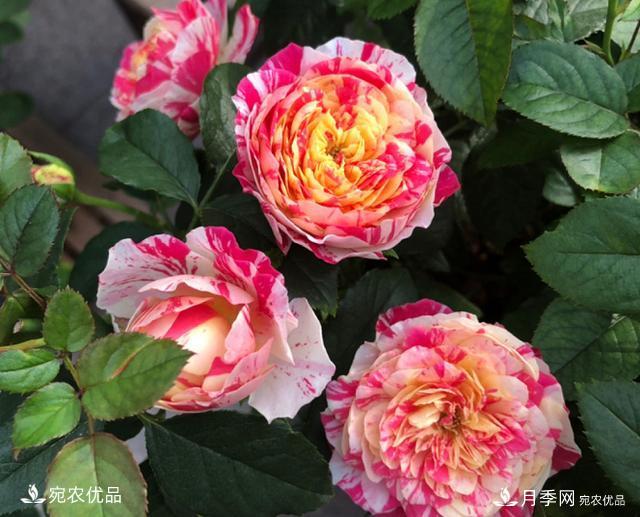 50種經(jīng)典月季品種全整理，南陽月季花開美爆了！一定要養(yǎng)(圖27)