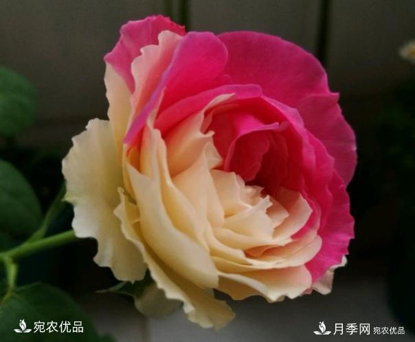 50種經(jīng)典月季品種全整理，南陽月季花開美爆了！一定要養(yǎng)(圖30)
