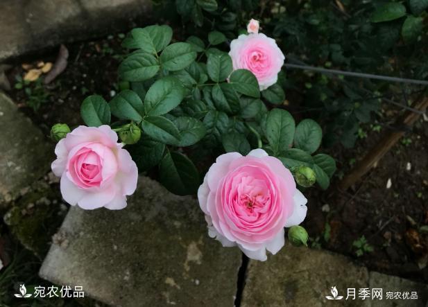 50種經(jīng)典月季品種全整理，南陽月季花開美爆了！一定要養(yǎng)(圖22)