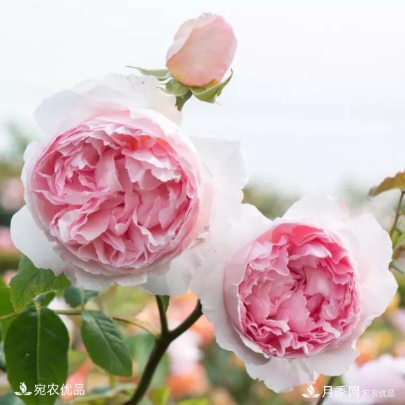 50種經(jīng)典月季品種全整理，南陽月季花開美爆了！一定要養(yǎng)(圖21)