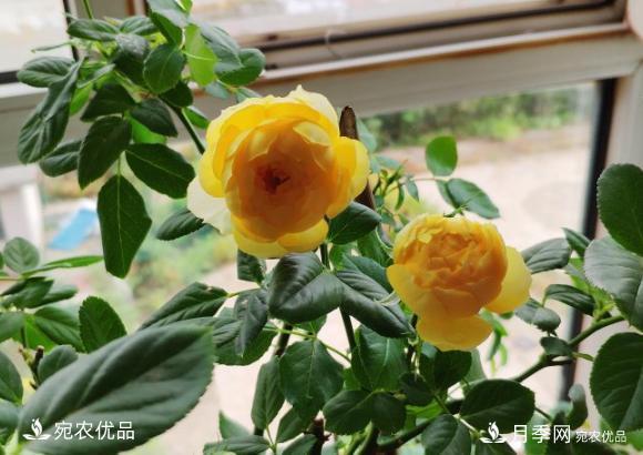 50種經(jīng)典月季品種全整理，南陽月季花開美爆了！一定要養(yǎng)(圖19)