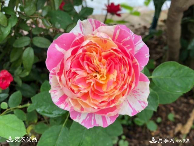 50種經(jīng)典月季品種全整理，南陽月季花開美爆了！一定要養(yǎng)(圖25)
