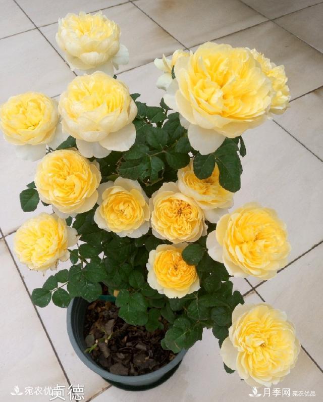 50種經(jīng)典月季品種全整理，南陽月季花開美爆了！一定要養(yǎng)(圖28)