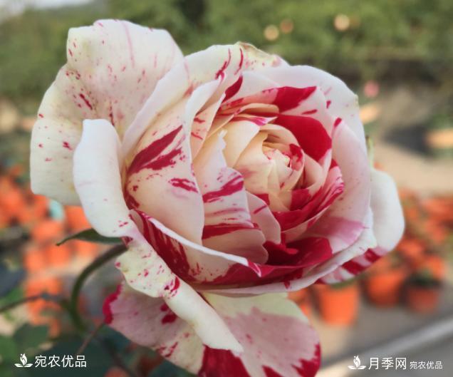 50種經(jīng)典月季品種全整理，南陽月季花開美爆了！一定要養(yǎng)(圖31)