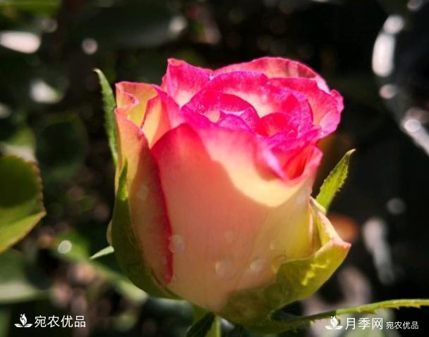 50種經(jīng)典月季品種全整理，南陽月季花開美爆了！一定要養(yǎng)(圖26)