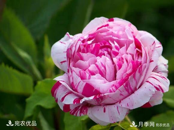 50種經(jīng)典月季品種全整理，南陽月季花開美爆了！一定要養(yǎng)(圖33)