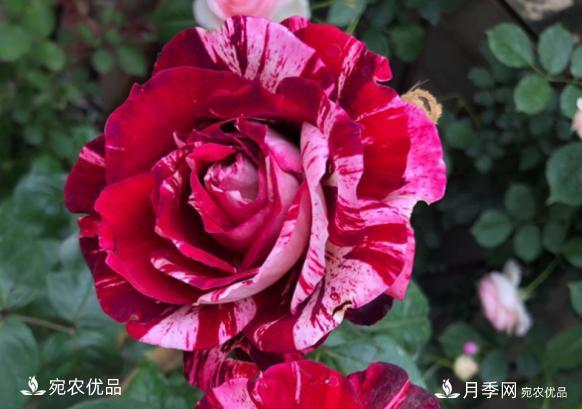 50種經(jīng)典月季品種全整理，南陽月季花開美爆了！一定要養(yǎng)(圖36)