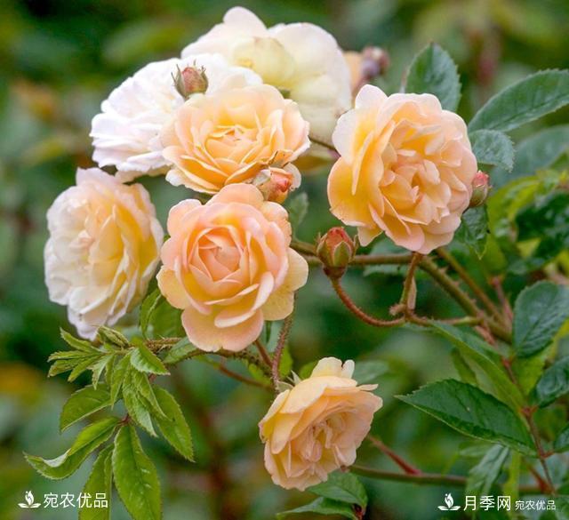 50種經(jīng)典月季品種全整理，南陽月季花開美爆了！一定要養(yǎng)(圖32)