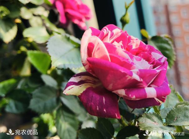 50種經(jīng)典月季品種全整理，南陽月季花開美爆了！一定要養(yǎng)(圖39)