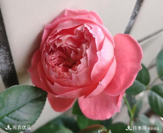 50種經(jīng)典月季品種全整理，南陽月季花開美爆了！一定要養(yǎng)(圖43)