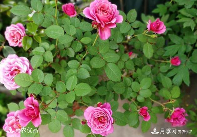 50種經(jīng)典月季品種全整理，南陽月季花開美爆了！一定要養(yǎng)(圖38)