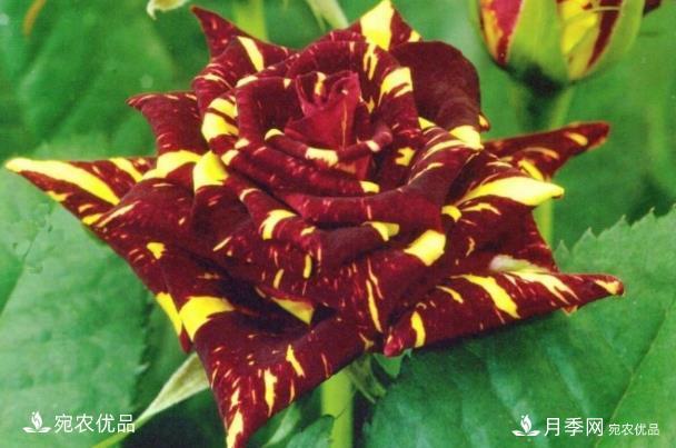 50種經(jīng)典月季品種全整理，南陽月季花開美爆了！一定要養(yǎng)(圖37)